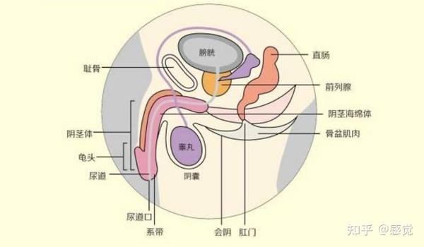 男生的下面,还有这些"道道"?