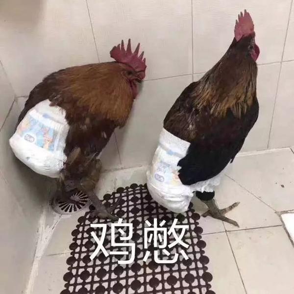 骚鸡表情包 - 知乎