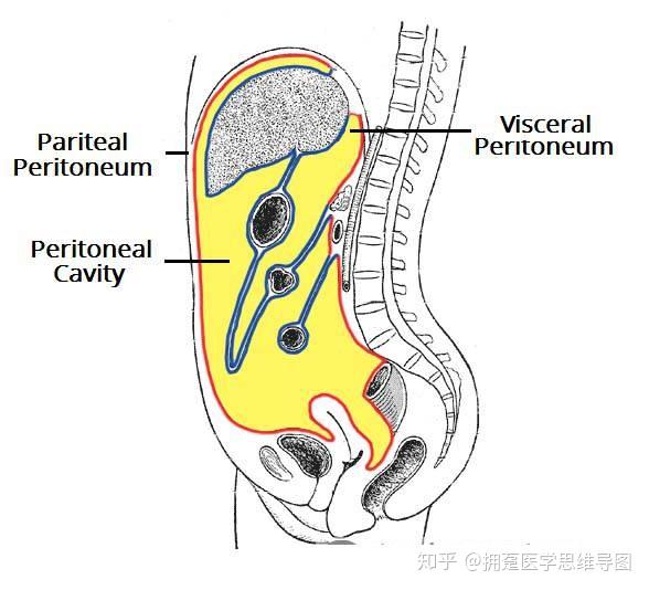 腹膜内位器官腹膜外位器官腹膜间位器官有什么汇总对比