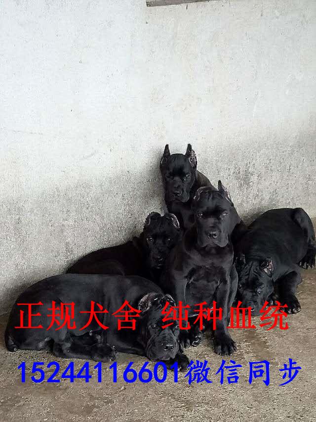 意大利卡斯罗犬幼犬价格卡斯罗犬性格好养吗