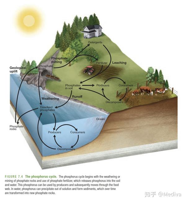 ap环境科学突击复习part 9:natural biochemical cycles