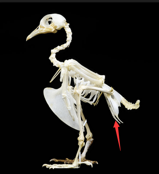 鸟臀目,耻骨(红色)指向后方,与鸟类接近