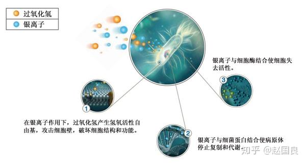 银离子对过氧化氢有极强的稳定和催化作用,使其杀菌效力大大增强,成分