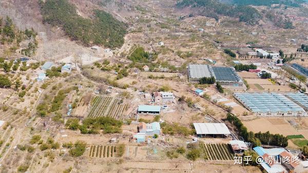 北宅街道凉泉村  一共有不到20亩茶园