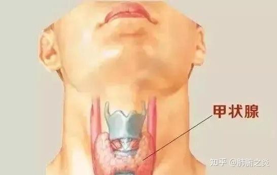 甲状腺是脖子上的"发动机" 甲状腺位于脖颈前方正中部位,形状酷似