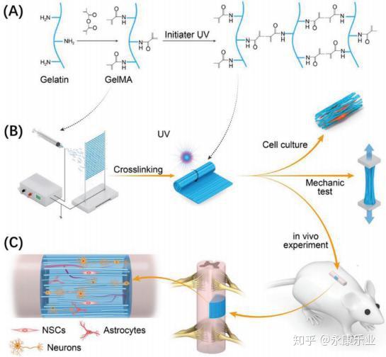 上海交大崔文国等人Adv Funct Mater 生物水凝胶电纺纤维促进脊髓再生 知乎