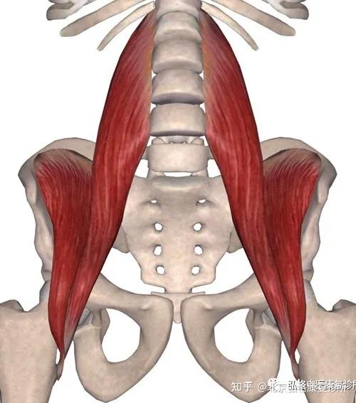 腰部的常见肌肉与解剖
