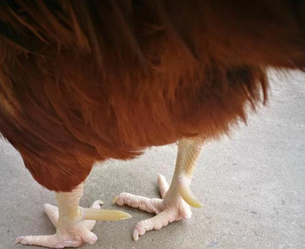 怎样让公鸡飞爪长的快 公鸡腿上蹬趾如何快长 公鸡快速长脚蹬子