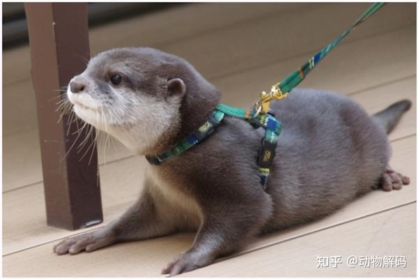 日本怪怪宠物大集合!养猫头鹰和龙猫不稀奇,超萌水獭跟土拨鼠