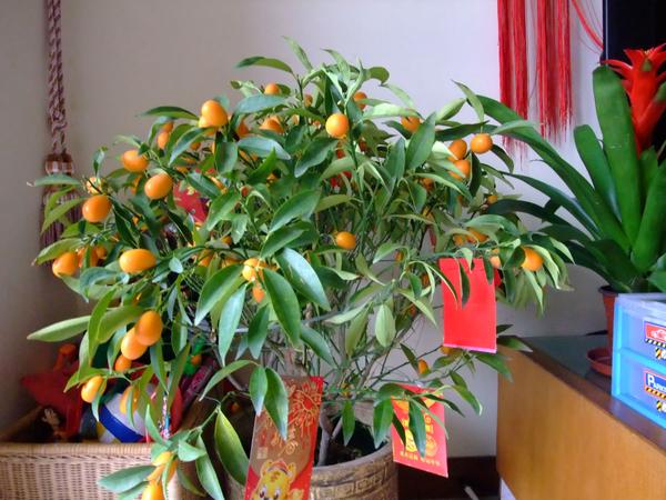 在家里养水仙花可以避邪除秽,带来吉祥如意,同时也可招财.