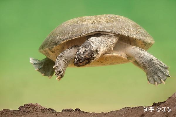 骇龟神话里能驮人过河的巨龟真的存在