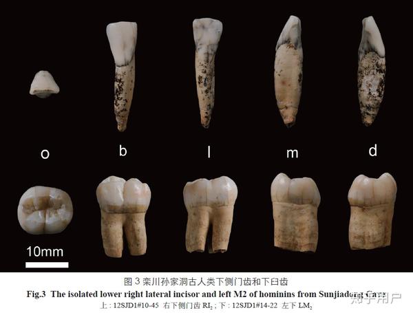 如何评价河南栾川孙家洞「直立人儿童化石」研究公布新成果?