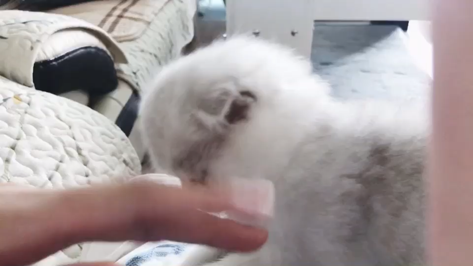 com/video/1065417329151746048当时家里已经有两只三四个月的猫了鲜牛蛙图片