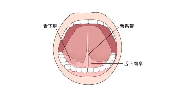 在舌头下方正中和口腔底部之间有一个薄条状的结构,这就是舌系带