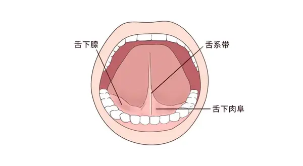 因为我们按照以上方式说动物名称时,舌头几乎是不抬起来的,所以如果