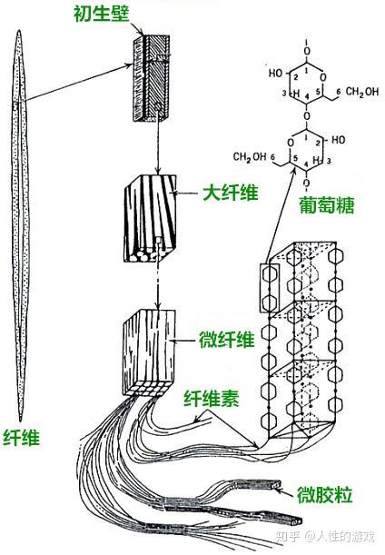 新型冠状病毒100纤维素半纤维素木质素几丁质甲壳质