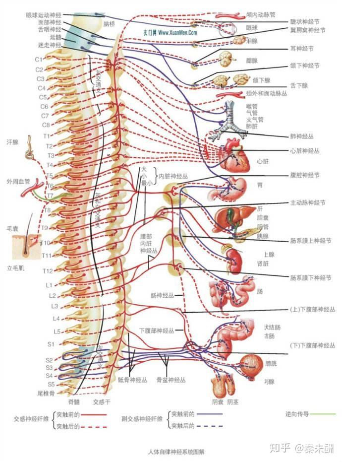 《黄帝内经》灵枢 ● 背腧篇 伤寒热感烦呕,大椎主之;心胀者,心俞主