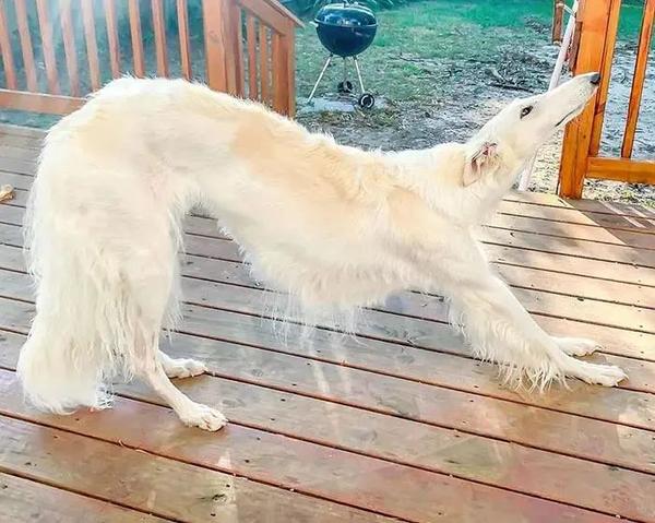 德牧大家都熟悉,而苏俄猎狼犬是长这样的:鼻子长,腿长,身子长.