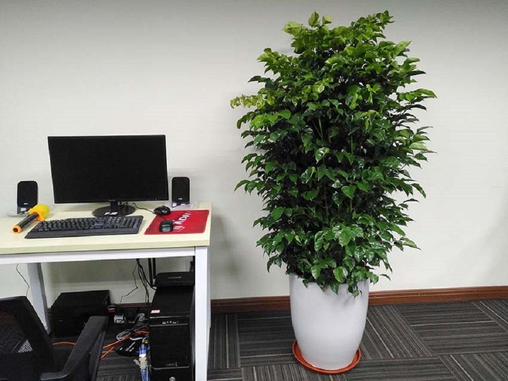 办公室绿植租赁最佳摆放,助力美化室内的办公环境!