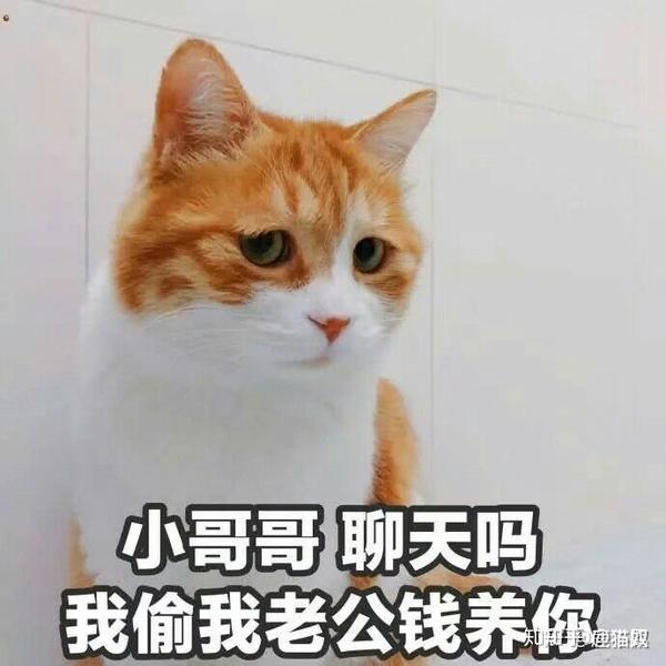 你们有没有珍藏着的猫咪表情包?