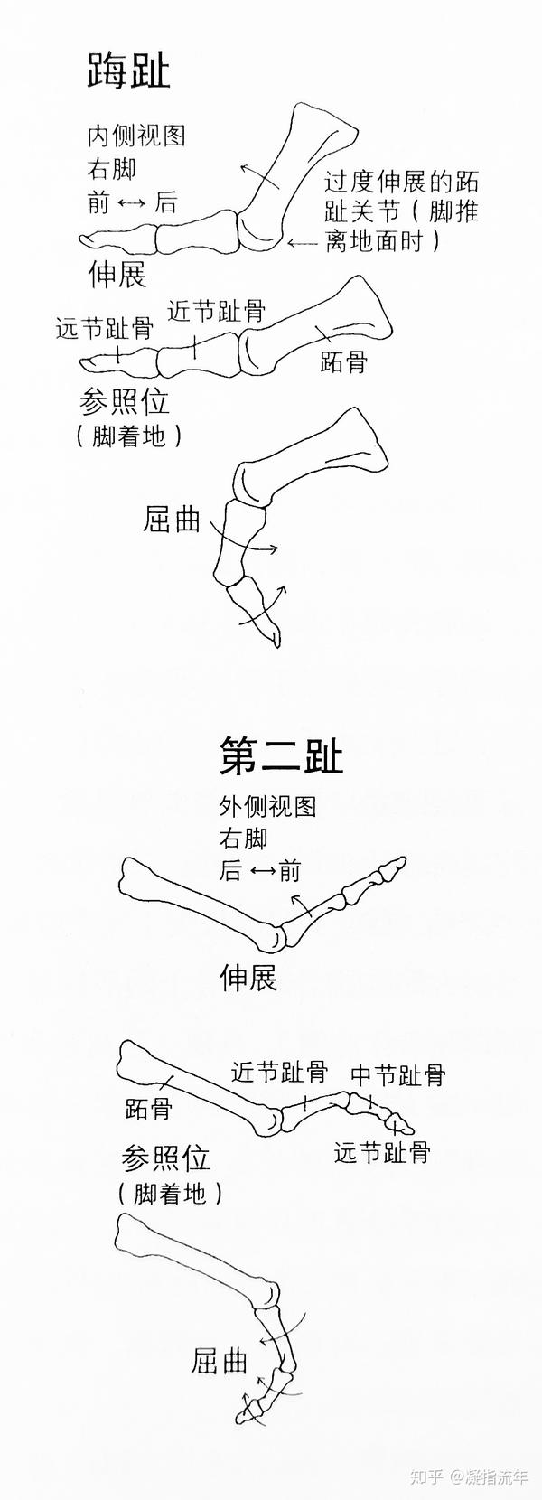 趾间关节属于屈戌关节,只能做屈曲和伸展动作.
