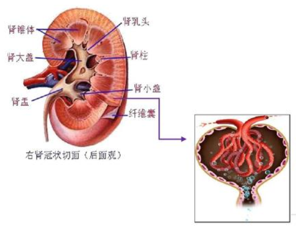 福往者福来 中医认为,肾为先天,生命之源,它贯穿于一个人的生命孕育