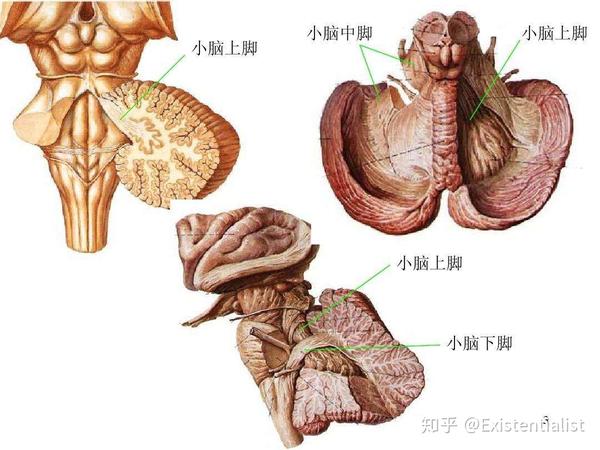 07|小脑:浦肯野细胞到底有多美?