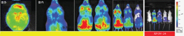 PerkinElmer IVIS Lumina IIIСѧϵͳ