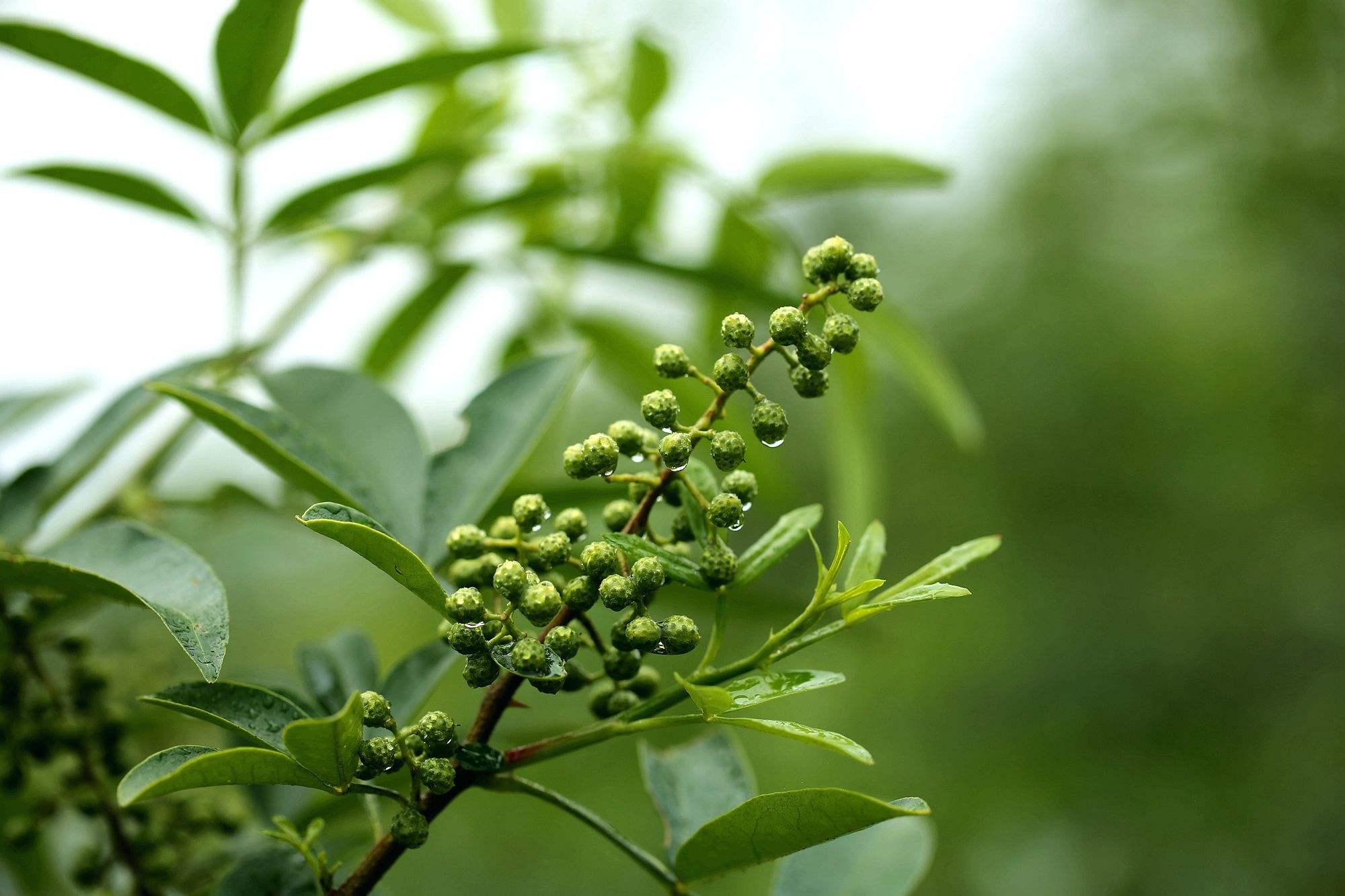 花椒麻椒藤椒有什么区别在烹饪中如何与食材搭配才能最美味