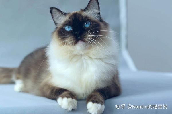 我买的不是布偶猫?