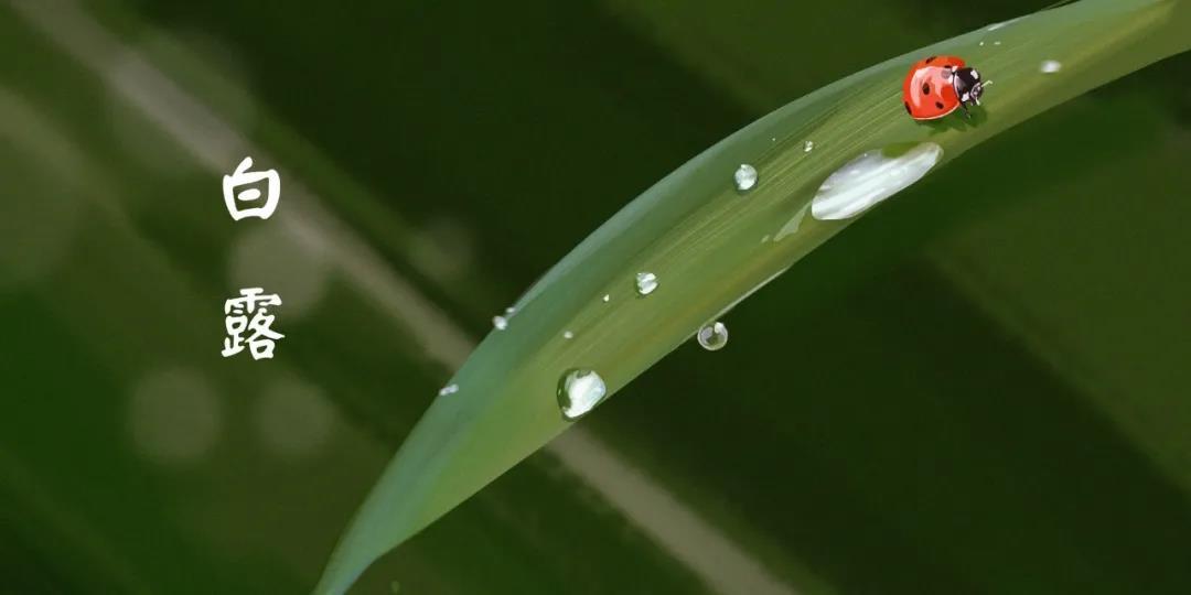 今日白露!保暖要提上日程啦