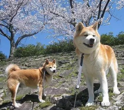 柴犬和秋田犬你能分的清楚吗?