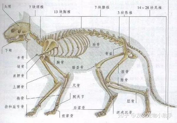 猫的身体骨骼和其他哺乳动物都是一样的,分为头部骨骼,躯干骨骼和
