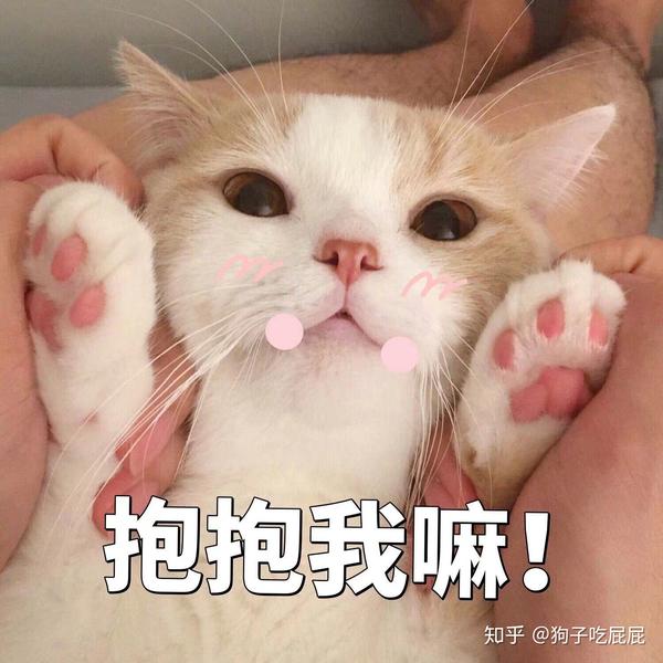 你们有没有珍藏着的猫咪表情包?