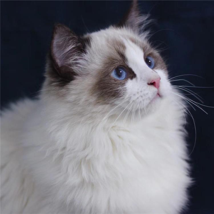 在郑州哪里可以买到布偶猫多少钱一只