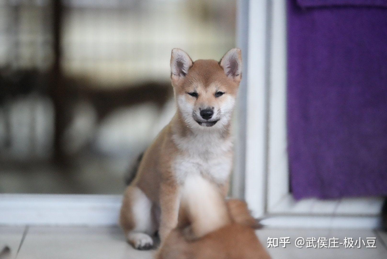 卖家说这是三个月大的柴犬请问品相怎么样