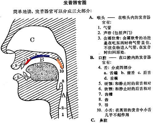 从零开始教你弹舌大舌音的终极法宝