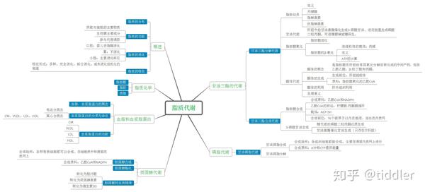 生物化学——脂质代谢思维导图(系列七)