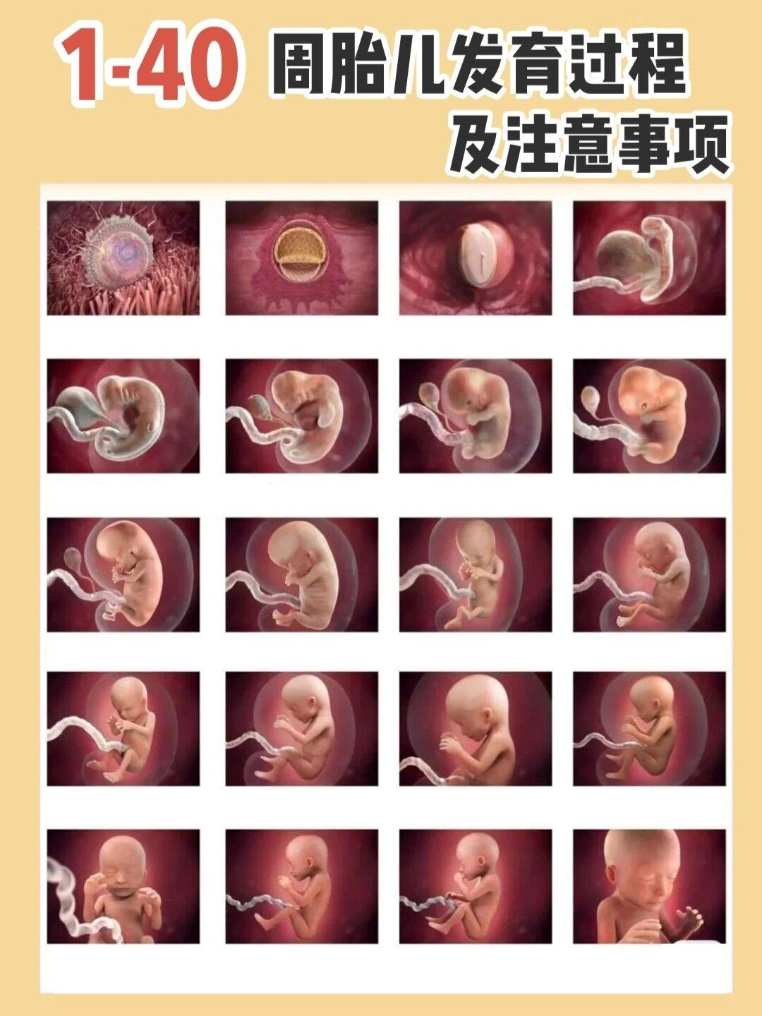 孕妈必藏1-40周胎儿情况及注意事项!