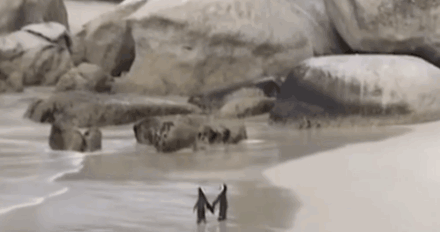 能躺不坐的慵懒海豹