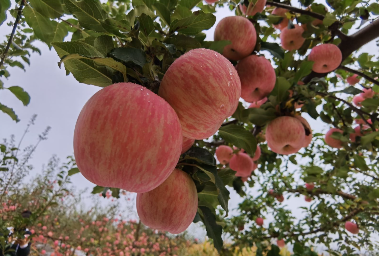 洛川苹果来自黄土高原的风味
