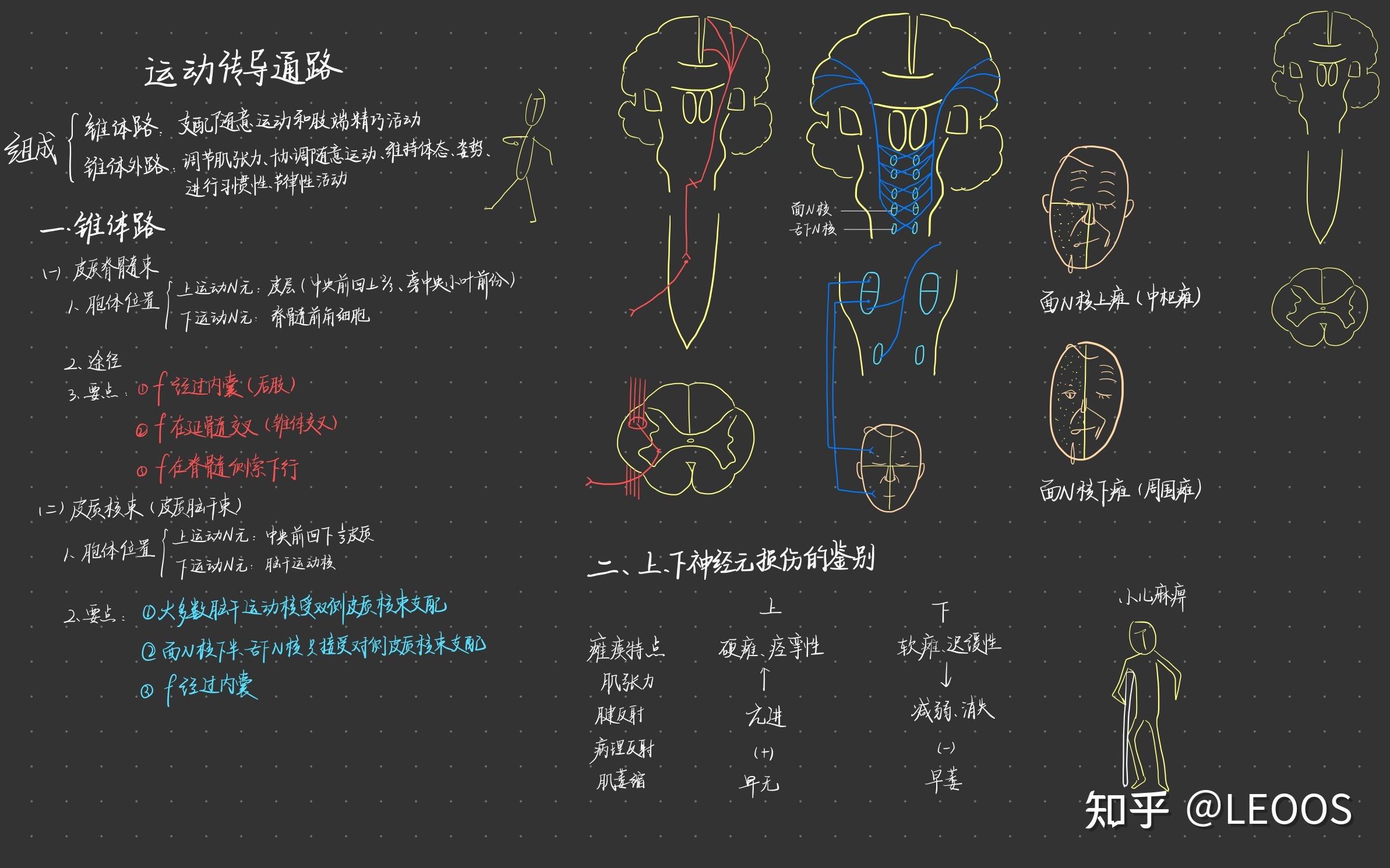 系统解剖学笔记霍琨老师板书