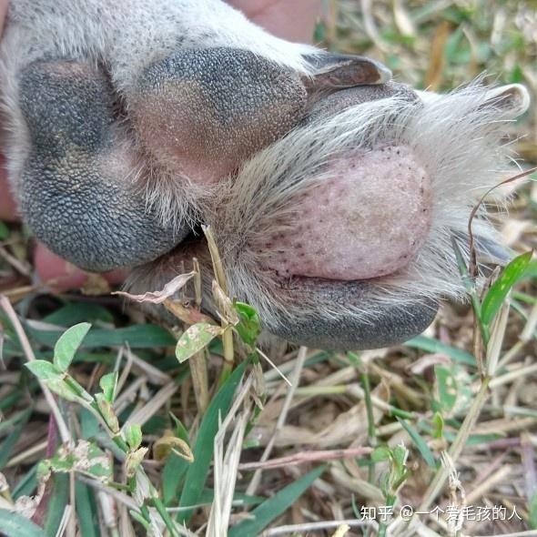 狗狗脚掌肉垫肿胀怎么办