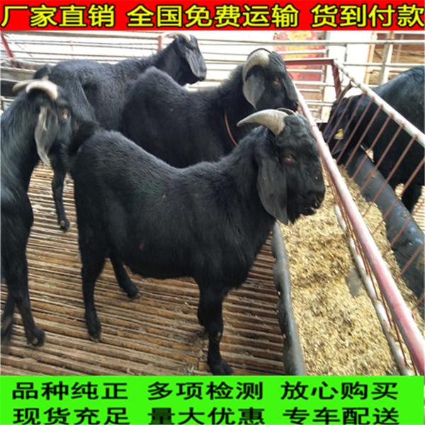 适应性强  饲养:努比亚常年外调种羊7万只,主要调往四川,贵州,云南