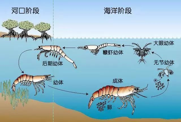 虾说虾的一生虾分类总论对虾作者zam