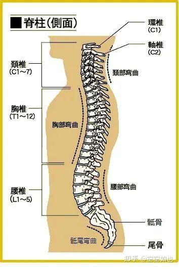 强行改变腰部的生理弯曲会落下疾病