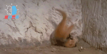 并且,就算是毒蛇,也不见得能咬到猫,喵星人仍然能与之斗智斗勇.