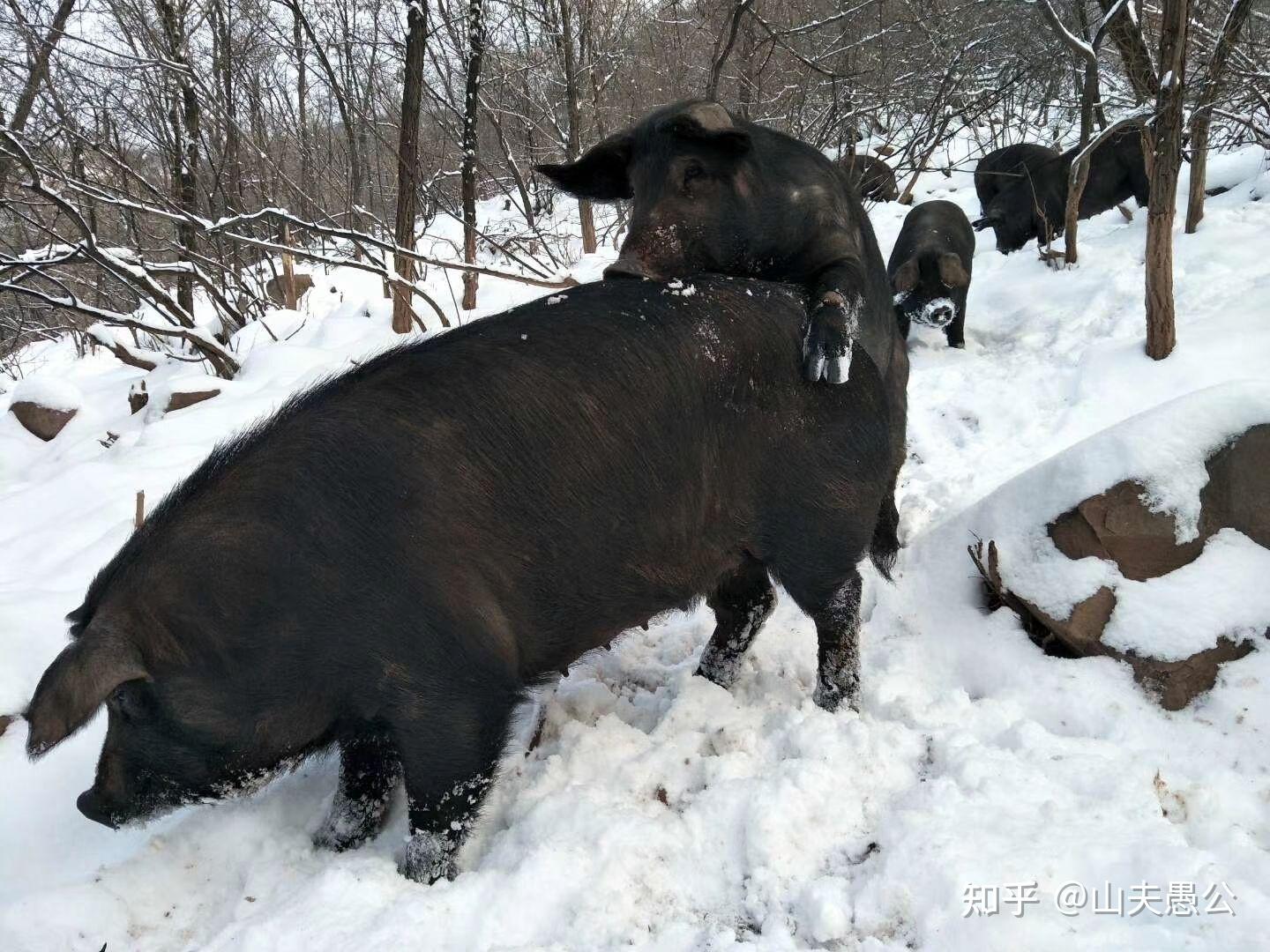 ①品种更替.乌鸦站在猪身上——谁也别嫌谁黑!