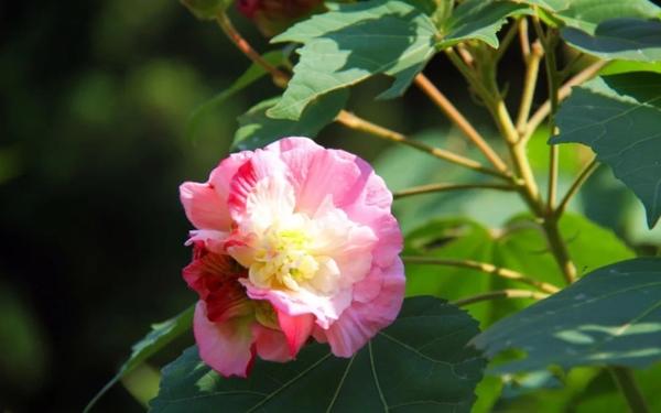 植物花园木芙蓉一日三变色的秘密