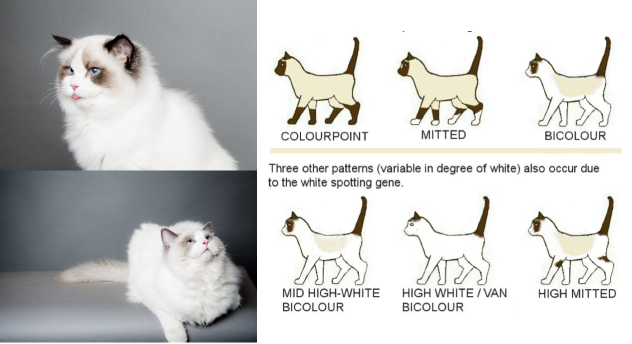 史上最全猫咪颜&花纹对照表,耐着性子读完秒杀90%繁育